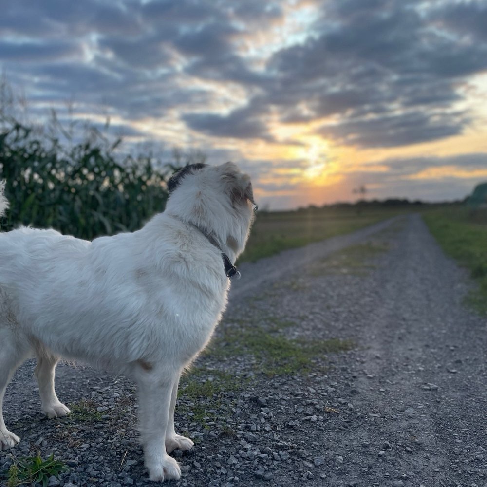 Hundetreffen-Neue Freunde ! 🐾-Profilbild