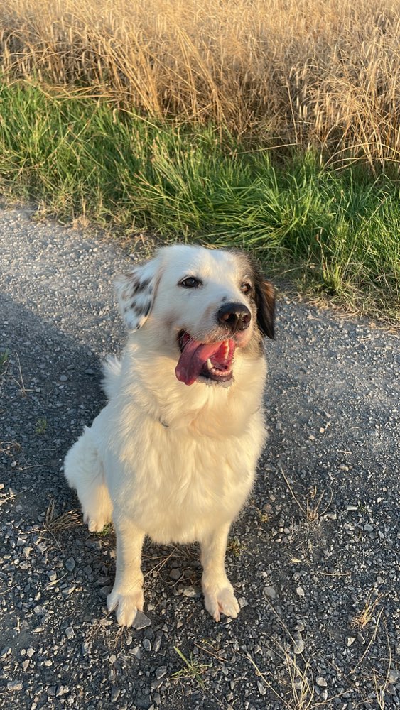 Hundetreffen-Hundefreunde gesucht 🐾-Profilbild