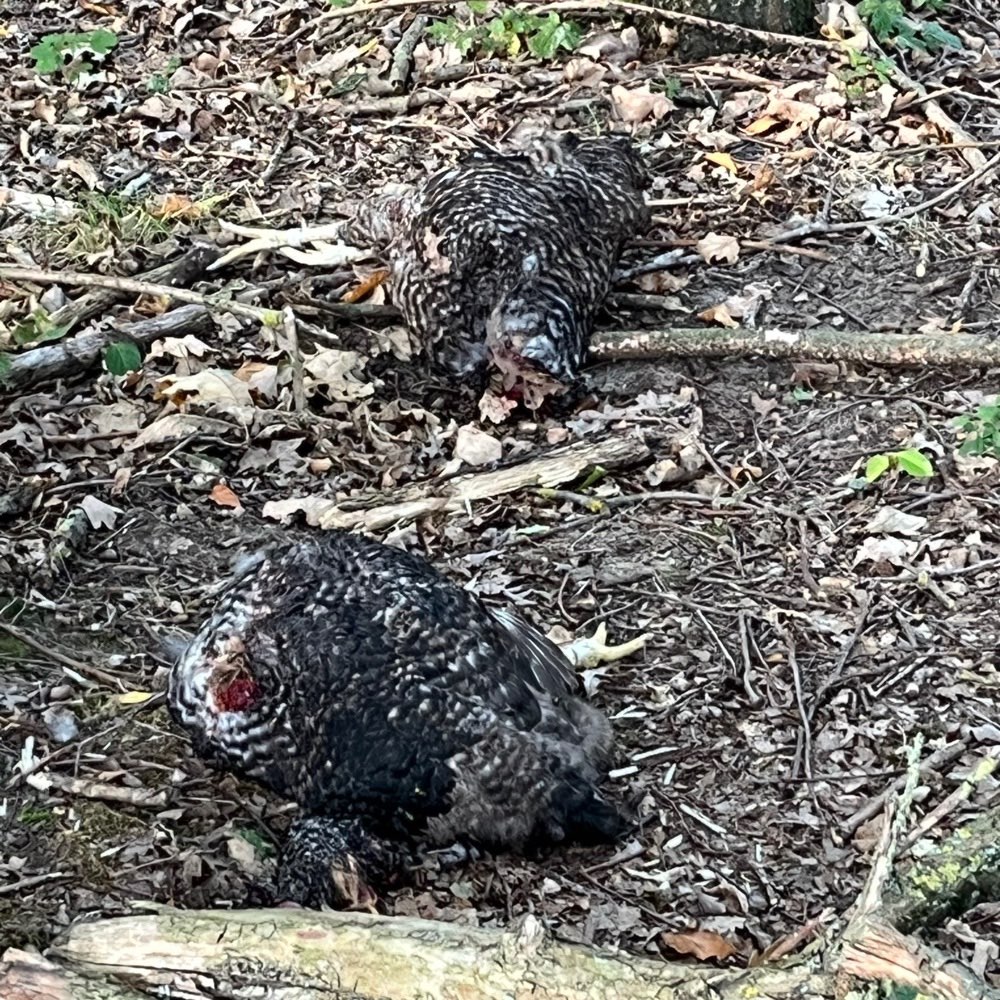 Giftköder-Tote Hühner-Profilbild