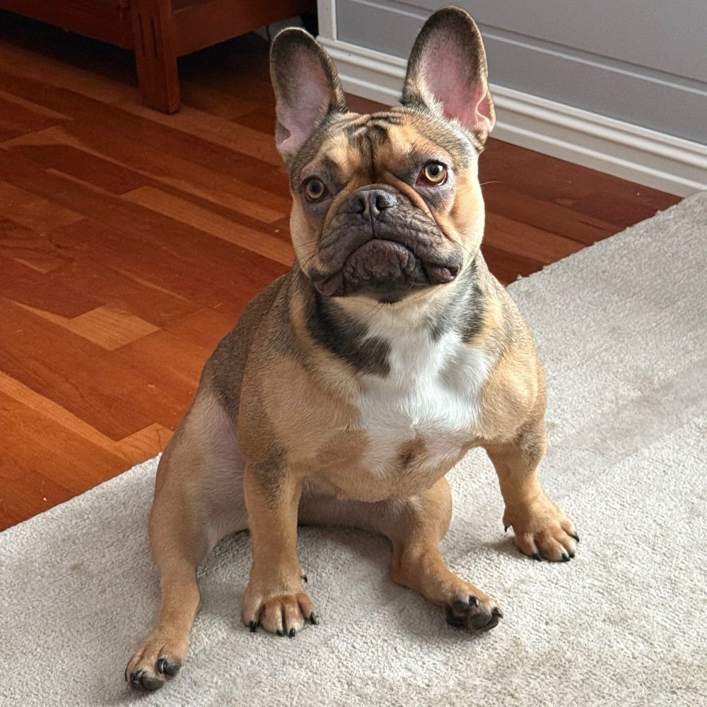 Hundetreffen-Spielgefährten gesucht und zum toben.-Profilbild