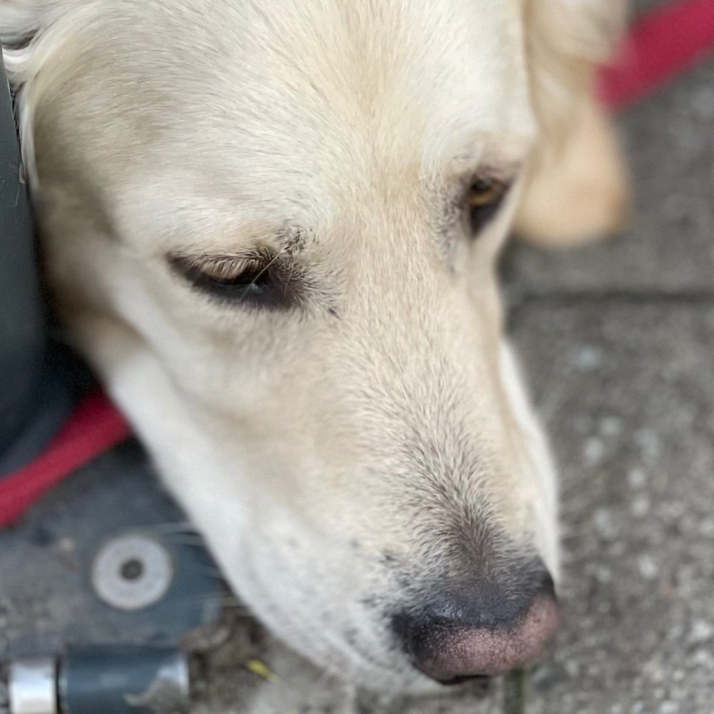 Hundetreffen-Hundebegegnungen-Profilbild