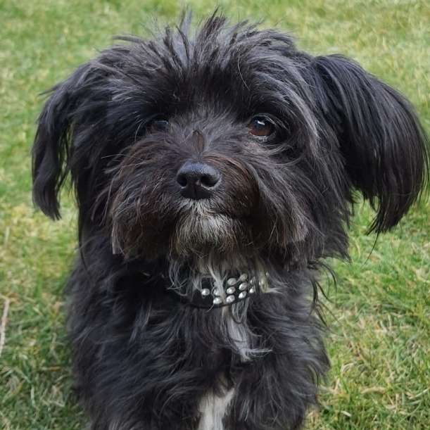 Hundetreffen-Playdate für Senioren und erwachsene Hunde-Profilbild