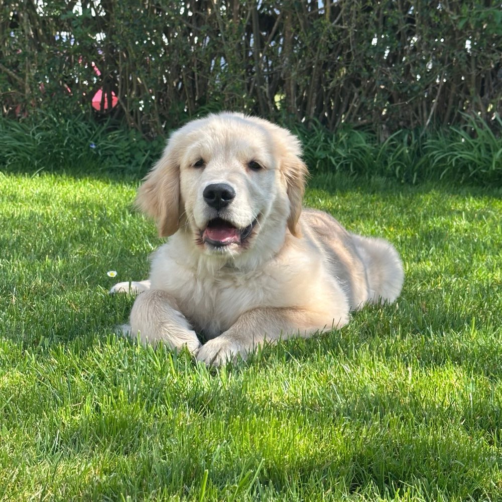 Hundetreffen-Welpentreffen in Memmingen-Profilbild