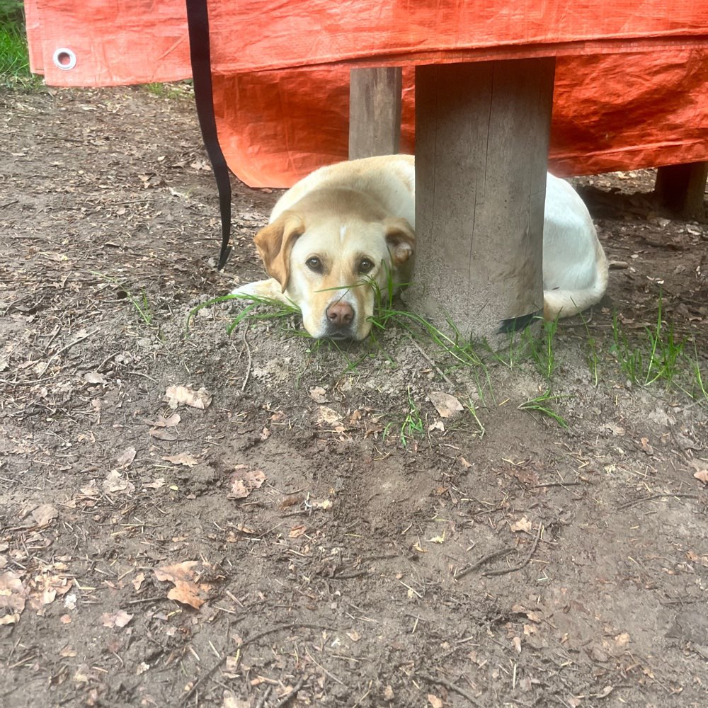 Hundetreffen-Gassifreunde gesucht-Profilbild