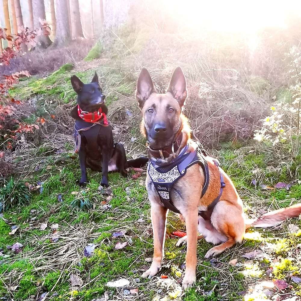 Hundetreffen-Hunde & Menschen Treff Meinerzhagen-Profilbild