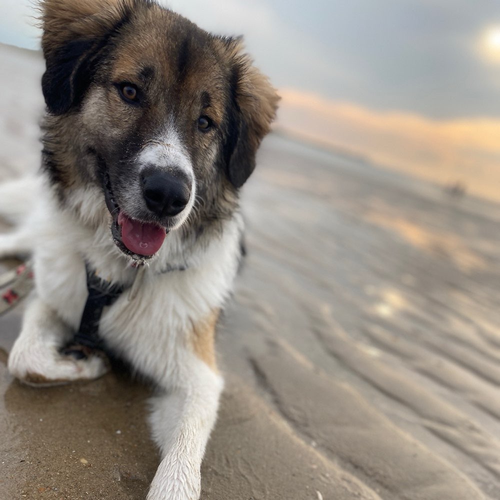 Hundetreffen-Gassirunden / Hundefreunde Nähe Angermund-Profilbild