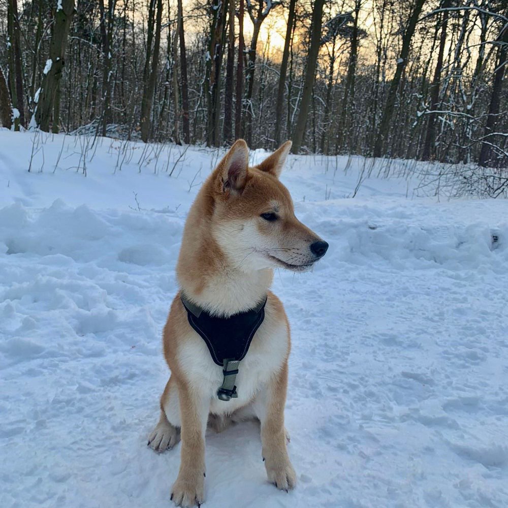 Hundetreffen-Welpentreff in der Eilenriede-Profilbild