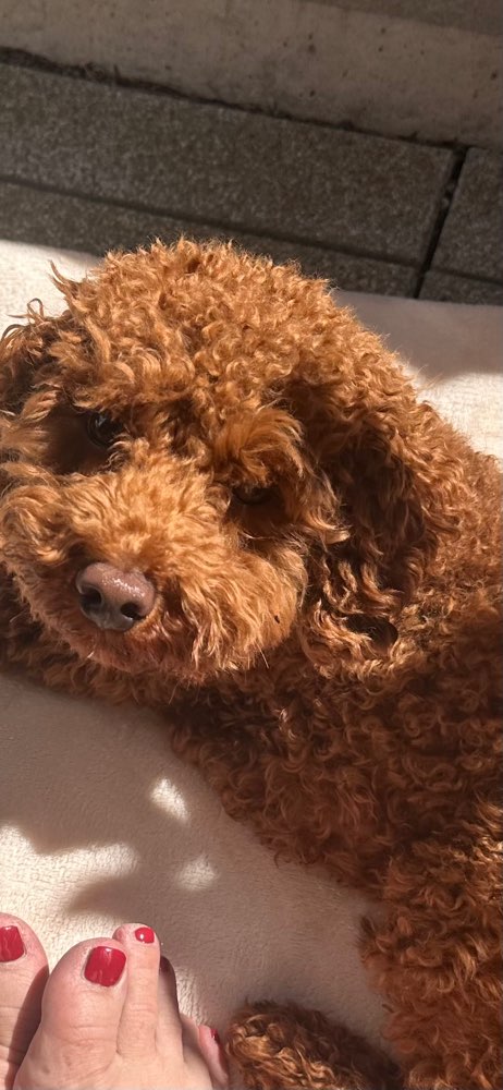 Hundetreffen-Toy Puddel-Profilbild