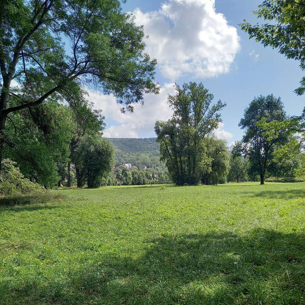 Hundetreffen-Suchen Hund/Mensch-Duo für social walks, trainieren, spielen-Profilbild