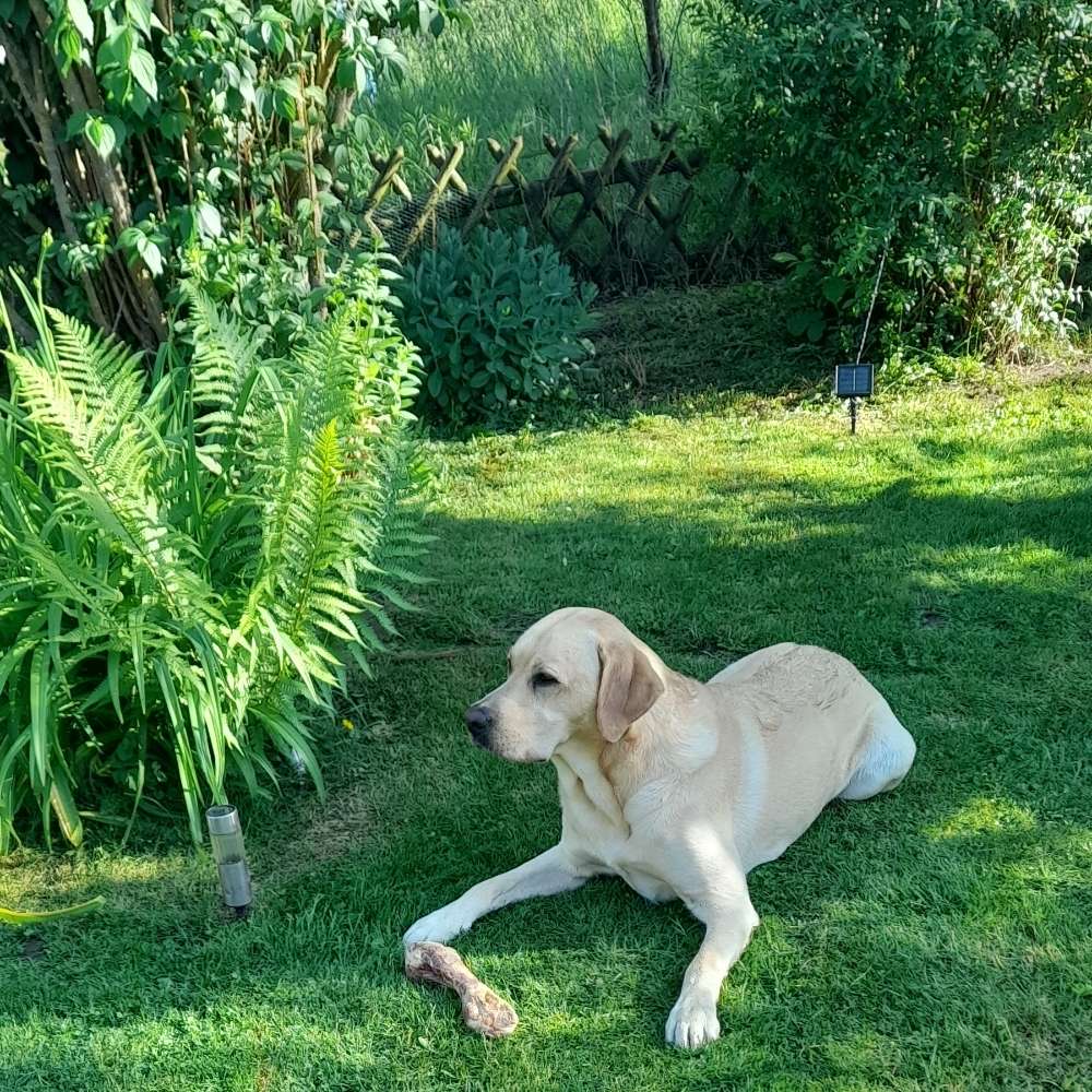 Hundetreffen-Spielrunde-Profilbild