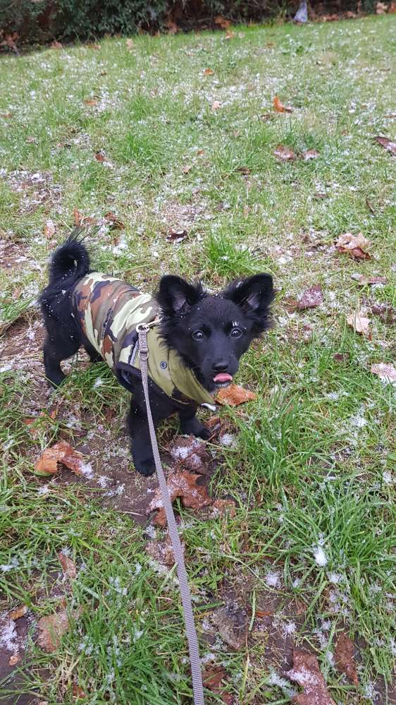 Hundetreffen-LittleFoot möchte spielen ❤-Profilbild
