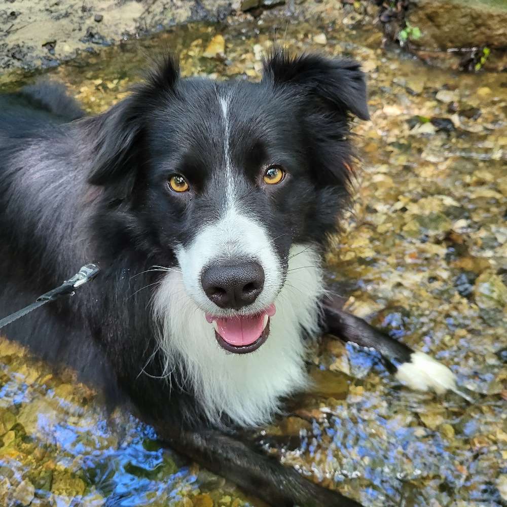 Hundetreffen-Gemeinsame Gassirunde-Profilbild