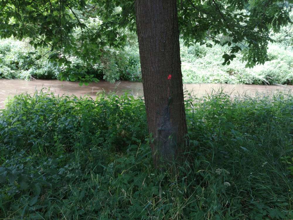 Giftköder-Weitere Eichenprozessionsspinner-Profilbild