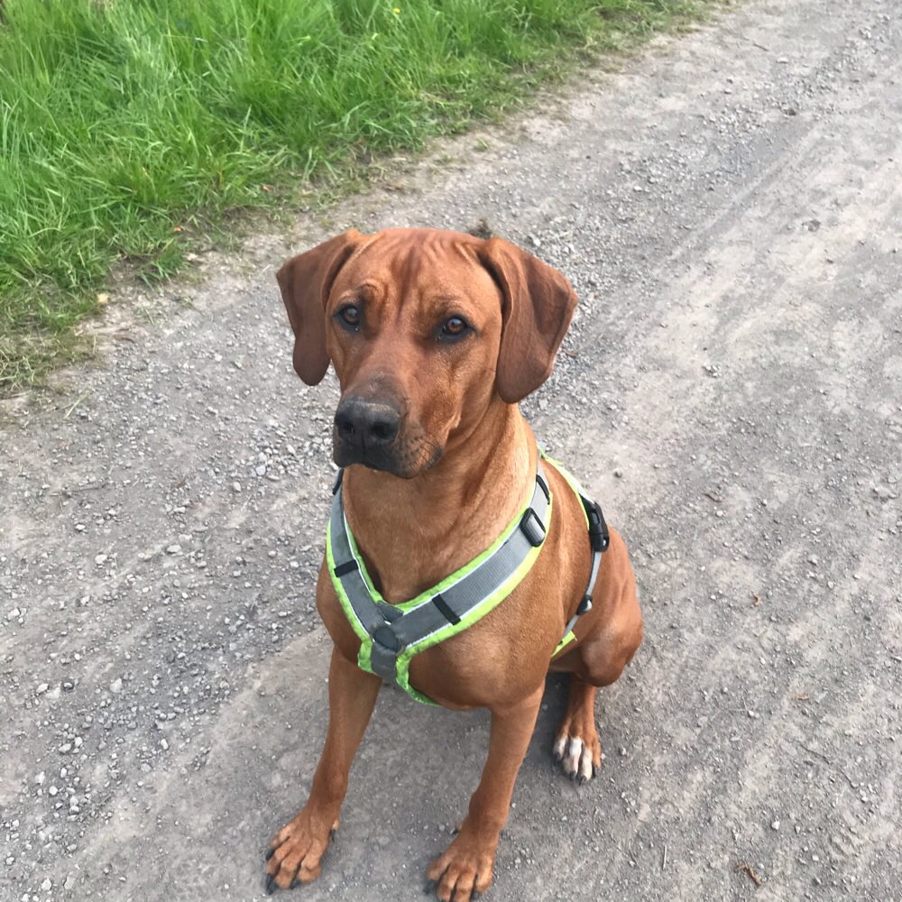 Hundetreffen-Gassi- und Spielrunden-Profilbild