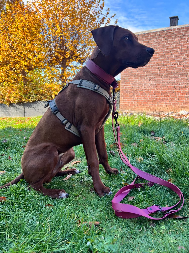 Hundetreffen-Ridgeback Power sucht Power Buddy-Profilbild