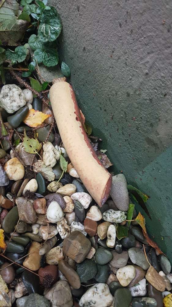 Giftköder-Evtl. Giftköder oder Rattengift-Profilbild