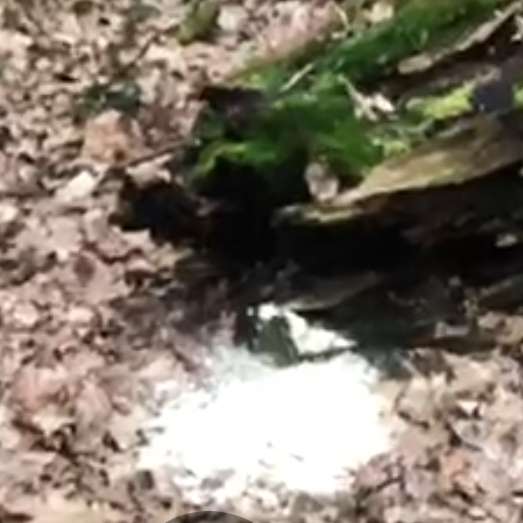 Giftköder-Weisses Pulver-Profilbild