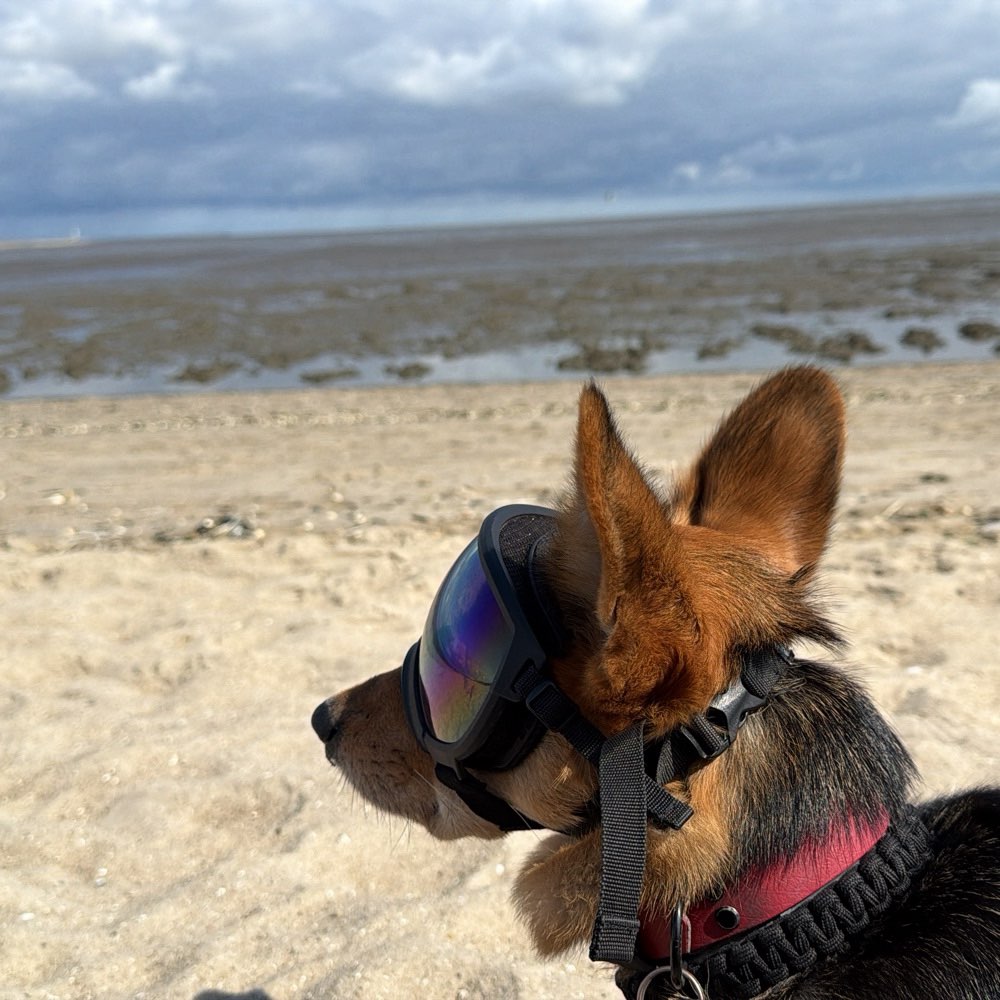 Hundetreffen-Gemeinsame Gassirunde-Profilbild
