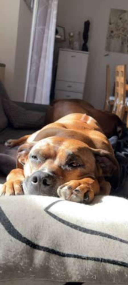 Hundetreffen-Laufen und spielen und quatschen-Profilbild