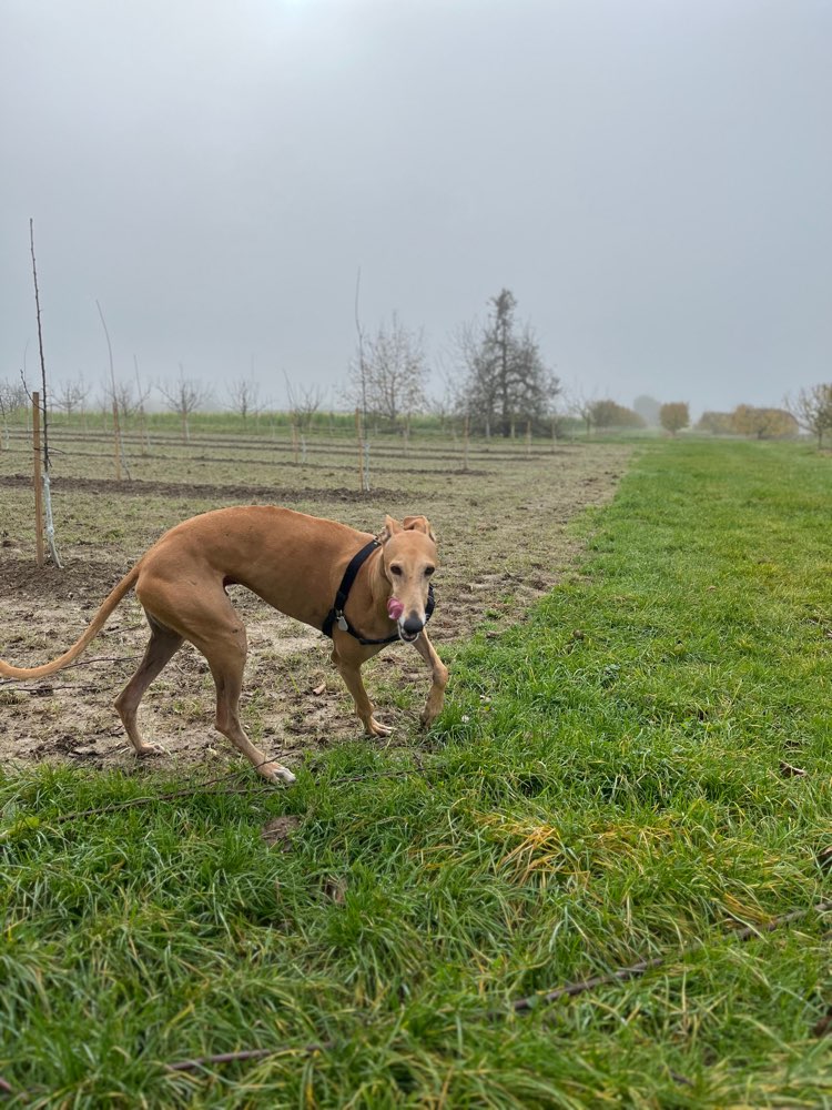 Hundetreffen-Hundefreunde gesucht-Profilbild