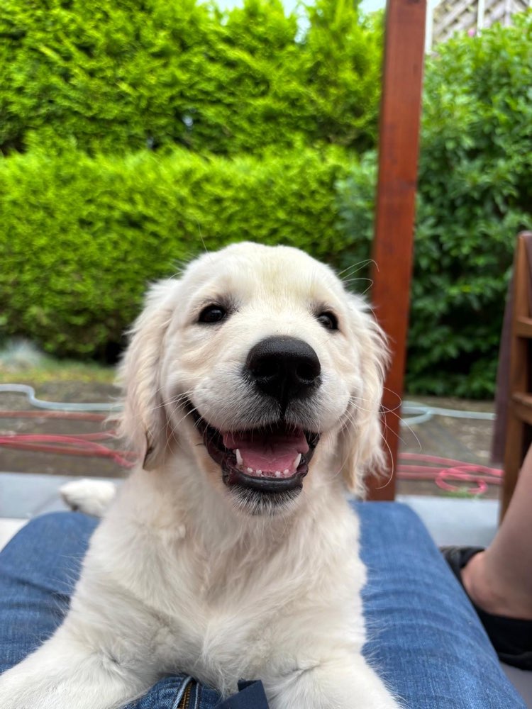 Hundetreffen-Welpenspielrunde-Profilbild