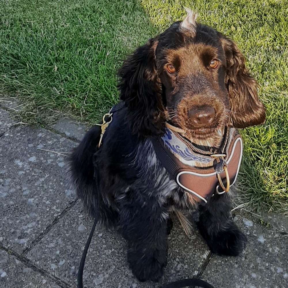 Hundetreffen-Kurzes geführtes Gassigehen-Profilbild