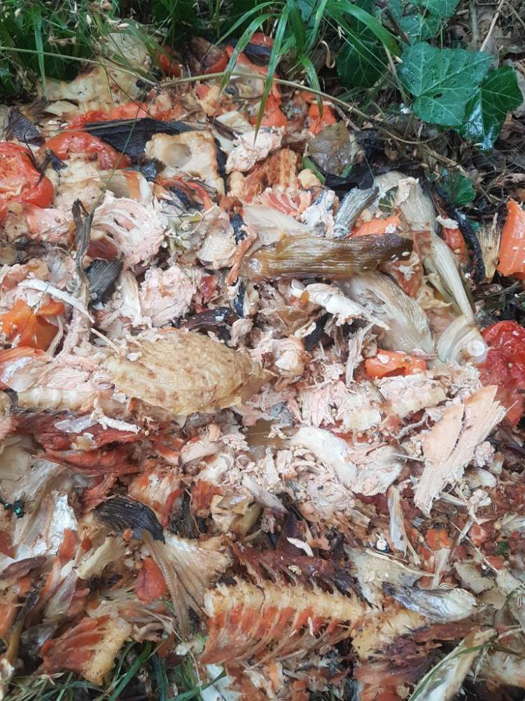 Giftköder-Essensabfälle mit für Hunde giftigen Zwiebeln-Profilbild