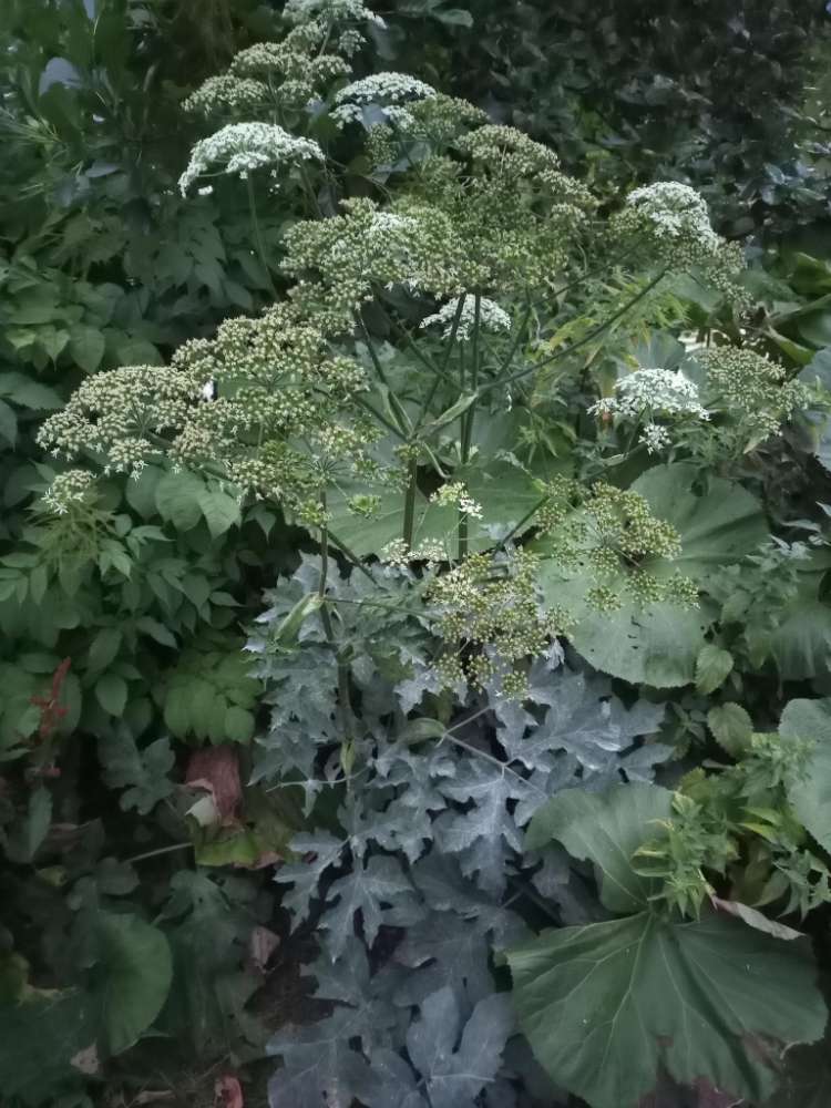Giftköder-Riesen-Bärenklau-Profilbild