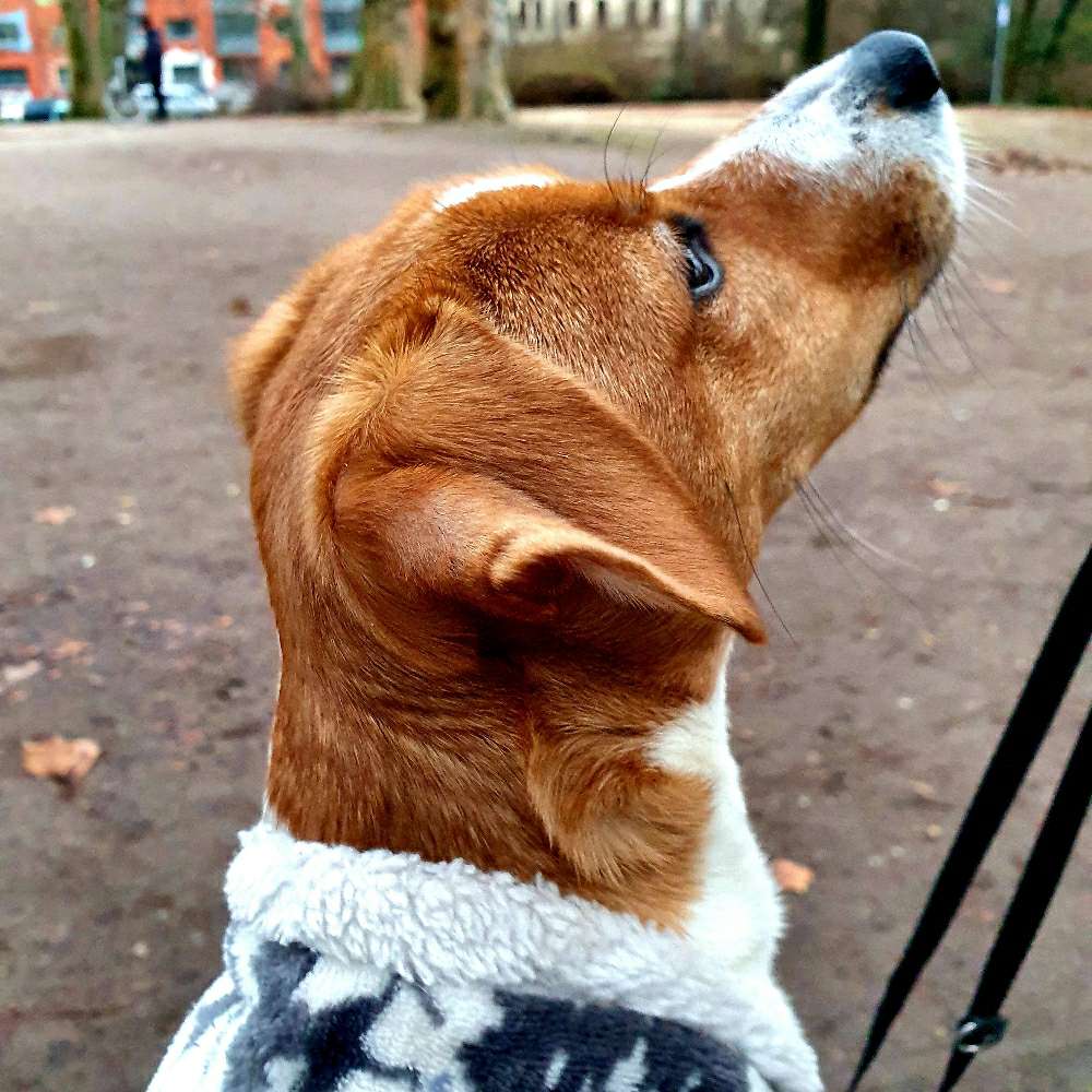 Hundetreffen-Suche souveränen Hund-Profilbild