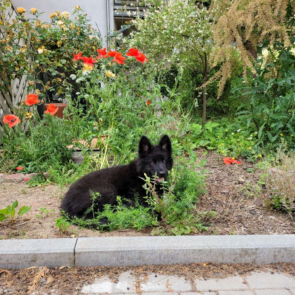 Hundetreffen-Treffen zwecks Sozialisierung (Waldspaziergänge-Profilbild