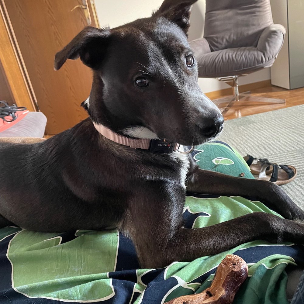 Hundetreffen-Spielen in unserem Garten-Profilbild