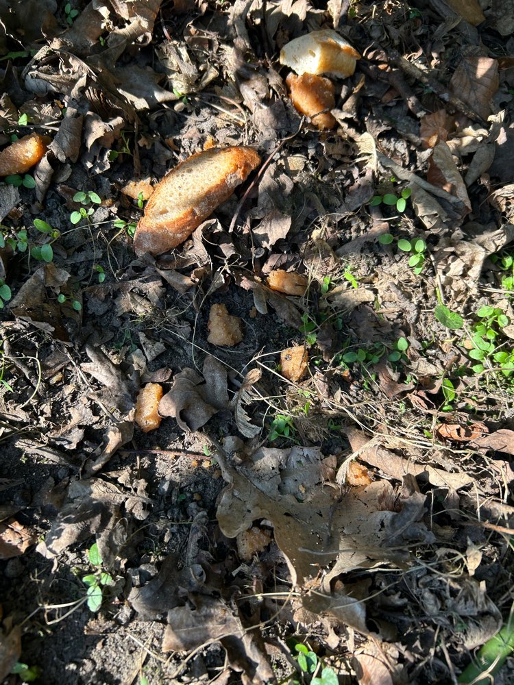 Giftköder-Vermutlich Giftköder-Profilbild