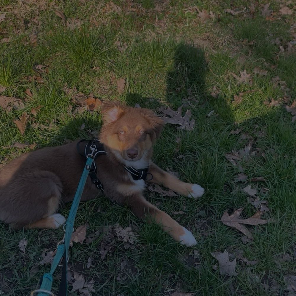 Hundetreffen-Social walks-Profilbild