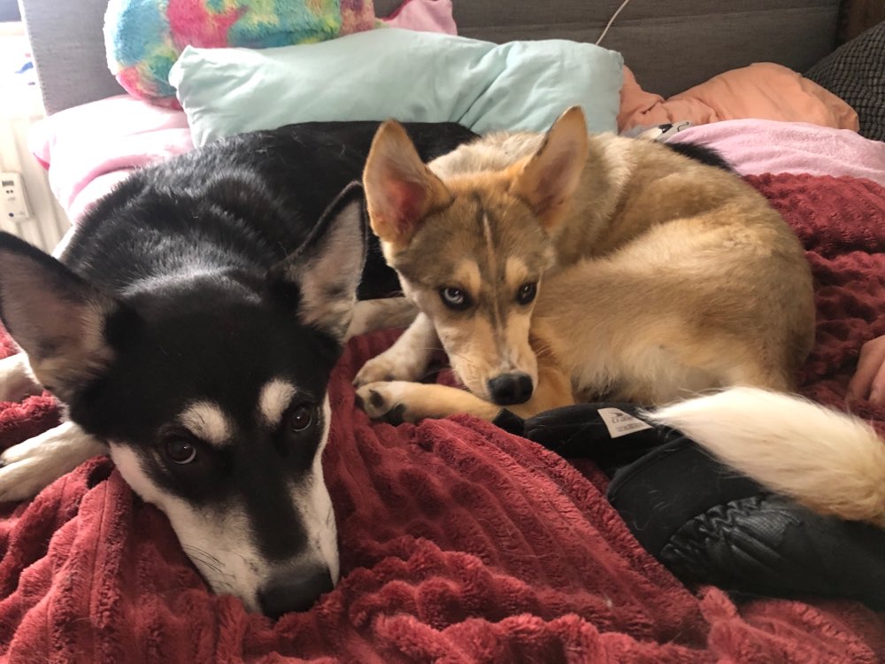 Hundetreffen-Bist du unser neuer Hundefreund?:-)-Profilbild