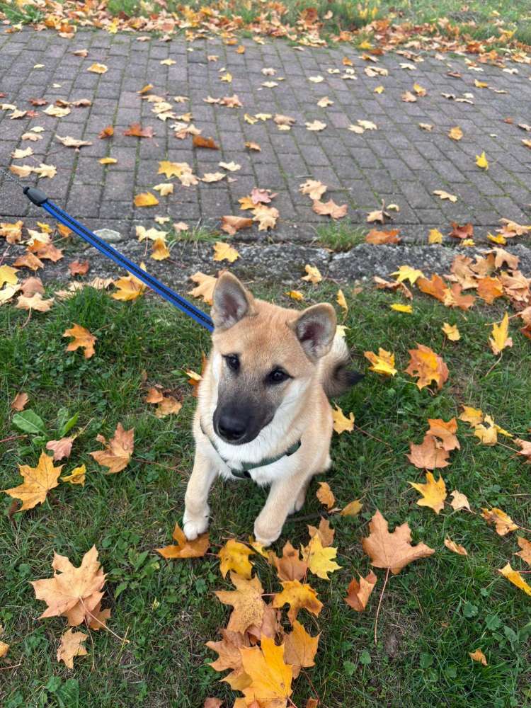 Hundetreffen-Treffen zum gassi gehen-Profilbild