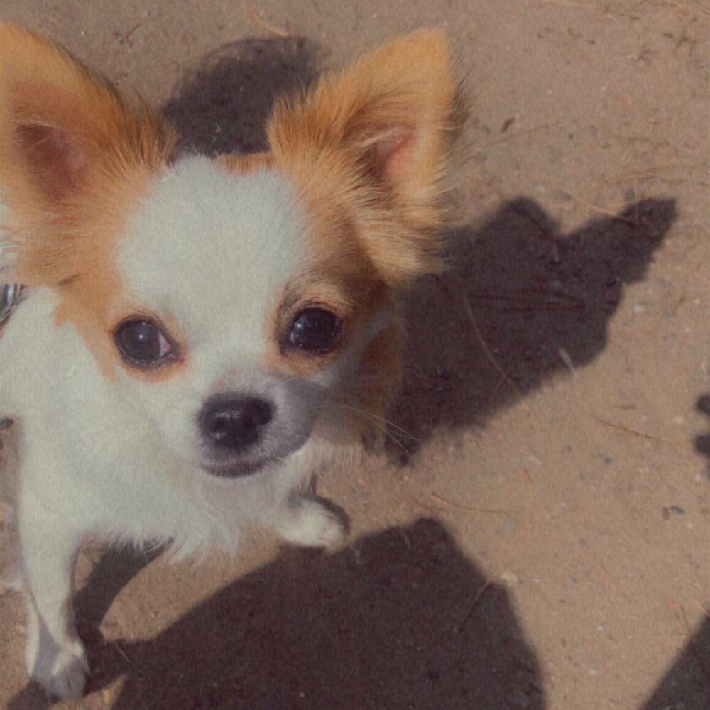 Hundetreffen-Training oder Welpen treffen-Profilbild