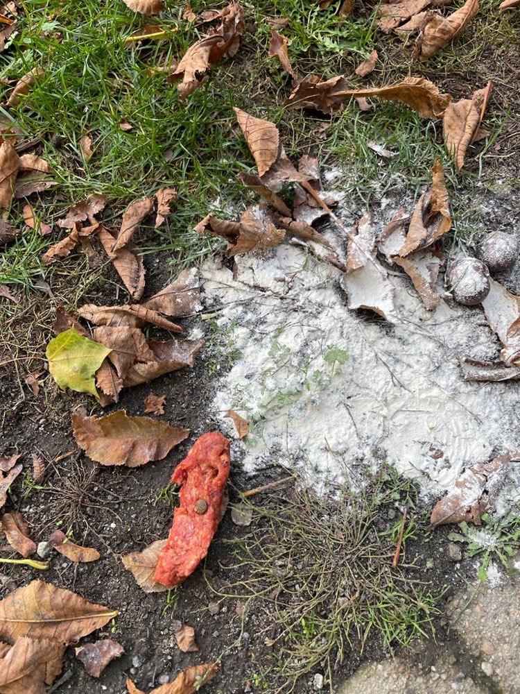 Giftköder-Giftköder am Gerhart Hauptmann Park-Profilbild