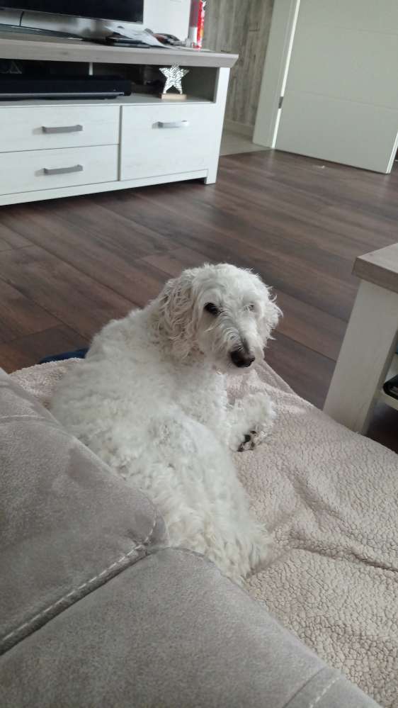 Hundetreffen-Suche ein Spielkameraden von meinem Hund fine .-Profilbild