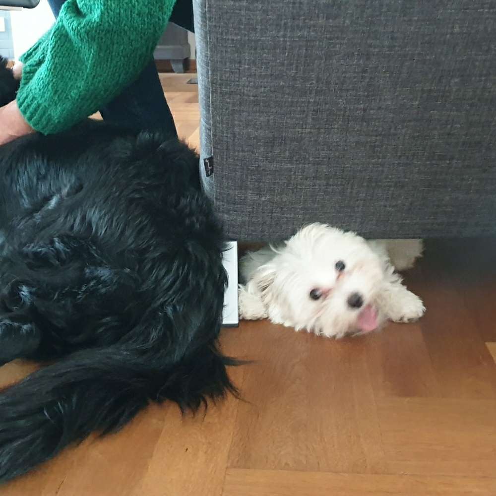 Hundetreffen-Welpen-Junghundetreffen in Beuel/Rhein-Profilbild