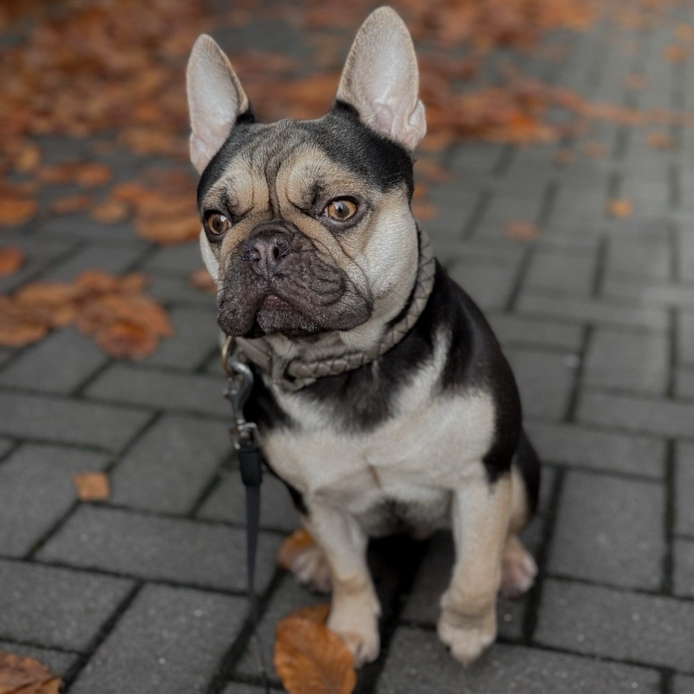 Hundetreffen-Spielfreund gesucht-Profilbild