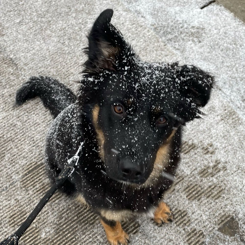 Hundetreffen-Spielpartner gesucht-Profilbild