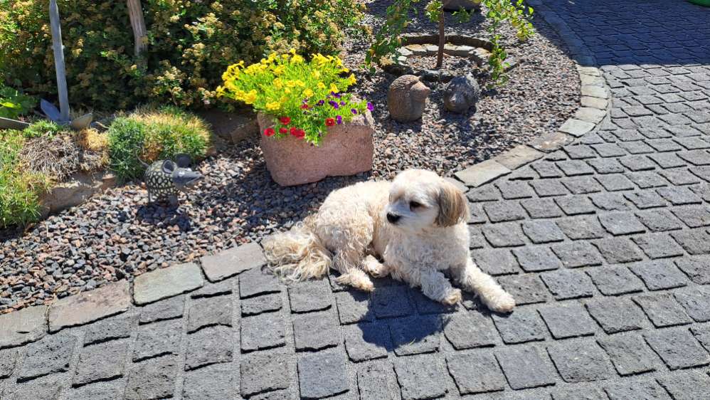 Hundetreffen-Toby sucht kleine "Kumpels"-Profilbild