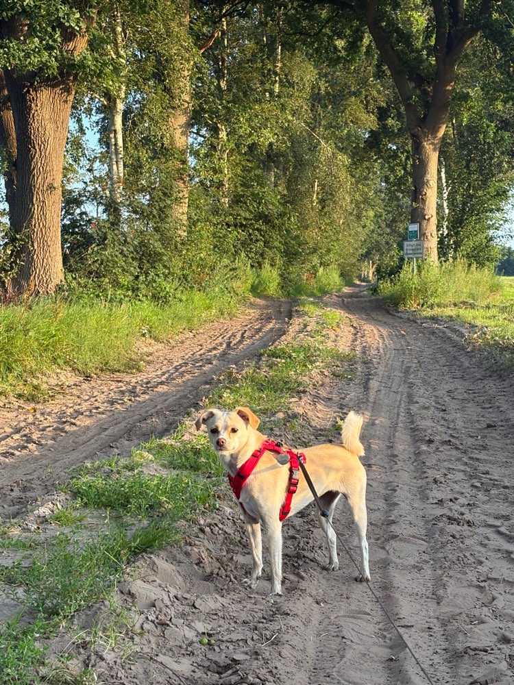 Hundetreffen-Hundefreunde gesucht🐾-Profilbild