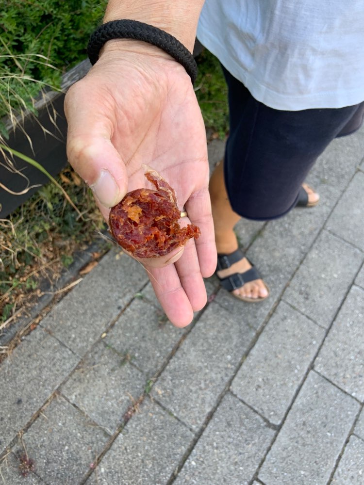 Giftköder-Giftköder-Profilbild