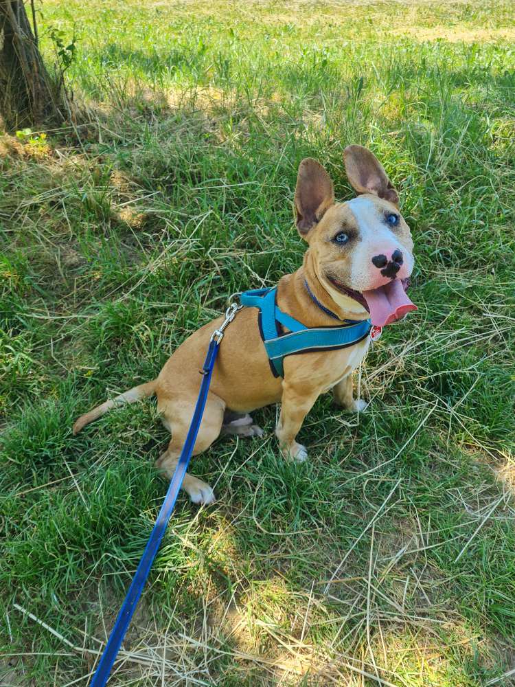 Hundetreffen-Social Walks-Profilbild