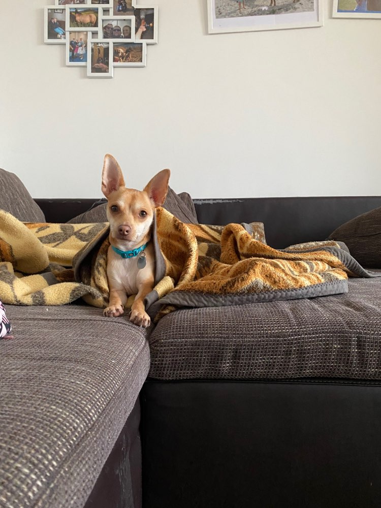 Hundetreffen-Gassi gehen und Hunde spielen-Profilbild