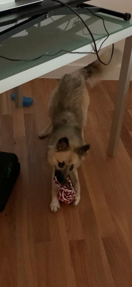 Hundetreffen-Spielkameraden gesucht-Profilbild