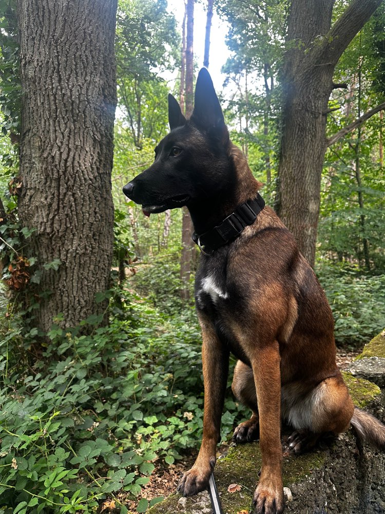 Hundetreffen-Treffen zum entspannten Spaziergang-Profilbild