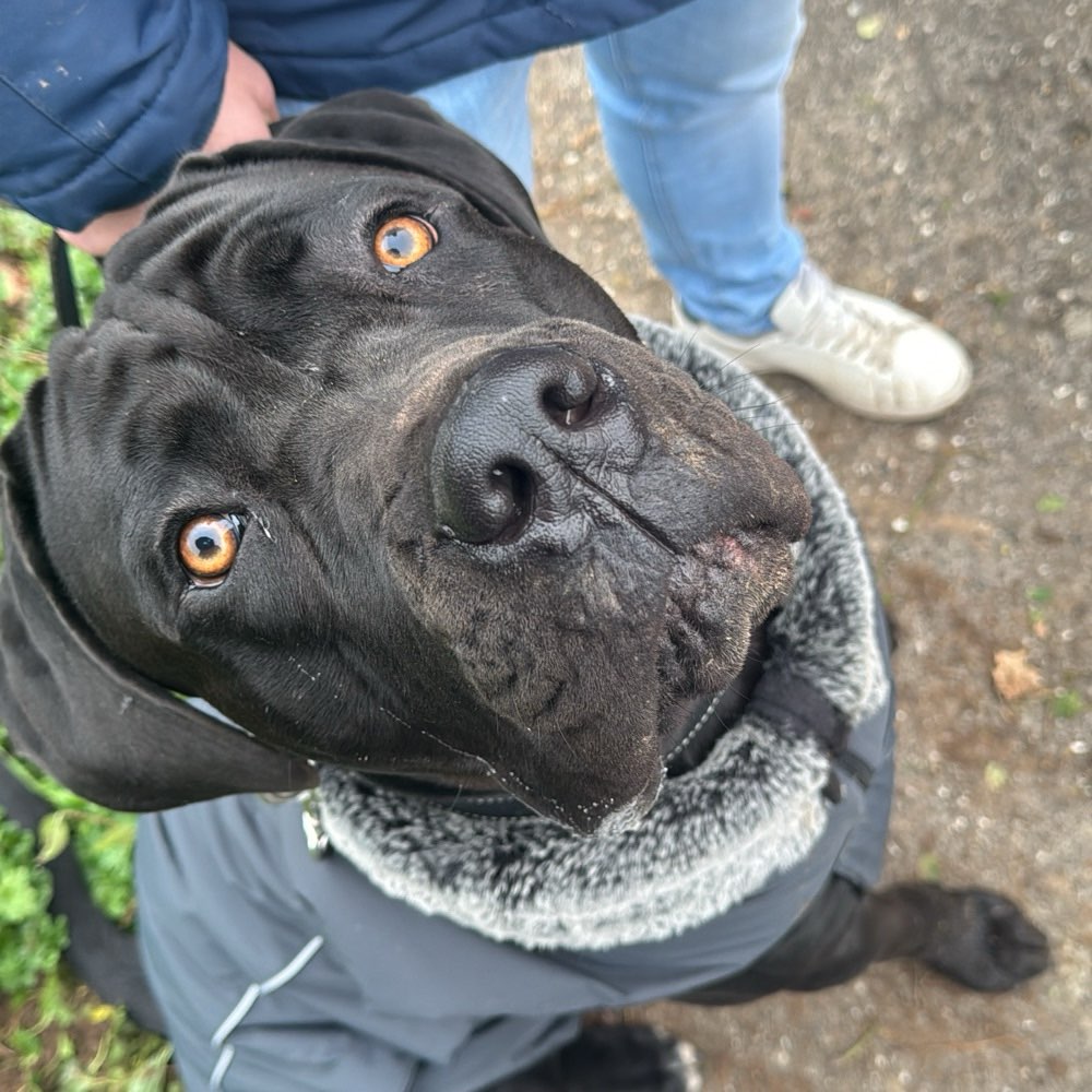 Hundetreffen-Spielen oder Gassi gehen🙂-Profilbild