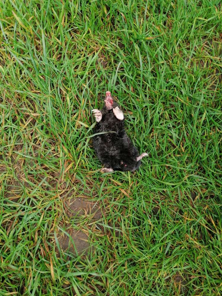 Giftköder-Tierkadaver-Profilbild